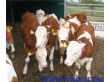 肉牛场合作低价供应利木赞牛夏洛莱牛西门塔尔牛免费运