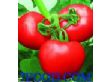 三门峡盈润食品有限公司:番茄酱原浆原料