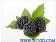 黑莓浓缩汁清汁美国进口天津分公司厂家直销