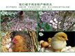 柳州原生态土鸡批发8千亩森林散养绿澜农