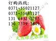 河南锦义生物科技有限公司:99食品级柠檬酸