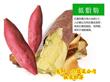 莱阳一品种子销售中心:板栗红薯金秋十月上市